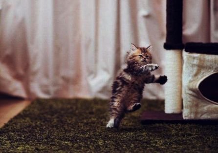 Котик прыгает