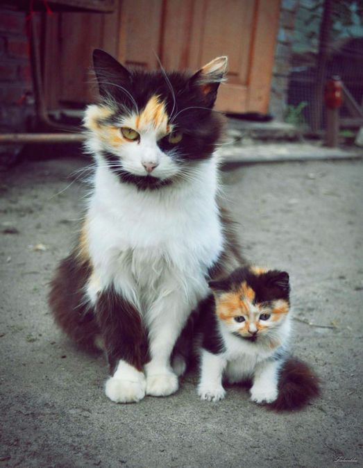 Мама и котенок, позитивчик для вас )