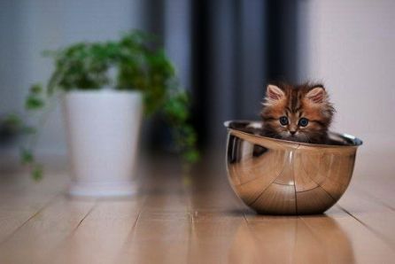 Кот   в миске