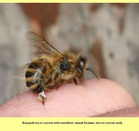 от укусов пчёл