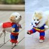 Костюм супермена, для собаки. Очень смешно смотрится)